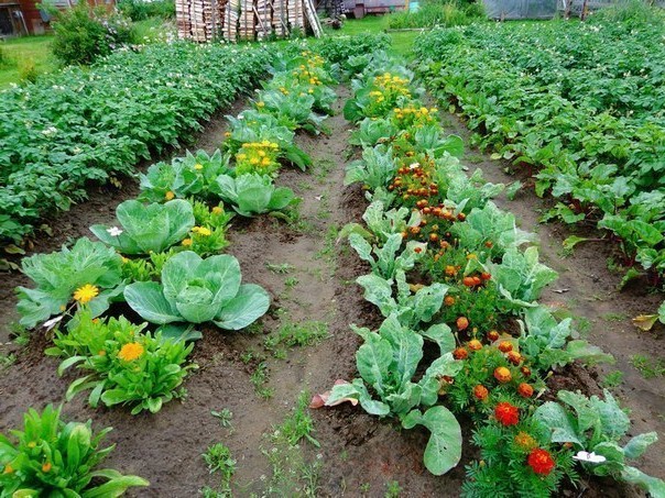 Современный огород и его дизайн: красивые грядки на вашей даче (35 фото)