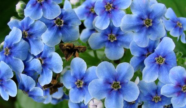 Маленькие голубые цветы