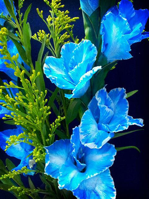 Цветок с голубыми цветками