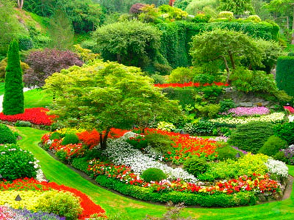 сочетание садовых цветов по окрасу