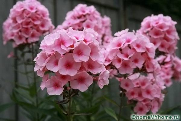 Нежно-розовый цветок