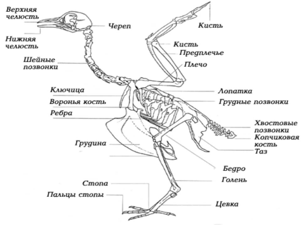 Строение скелета курицы. 