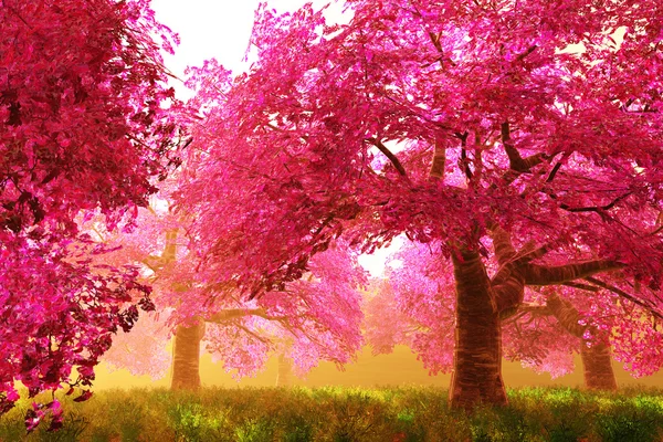 Деревья вишневого цвета 01 — стоковое фото