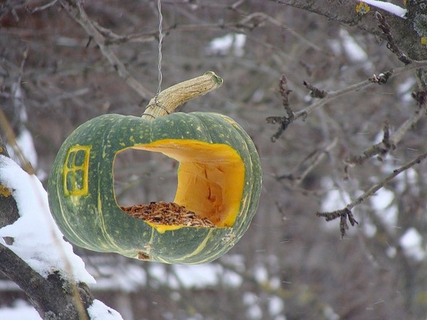 Кормушка для птиц из тыквы своими руками